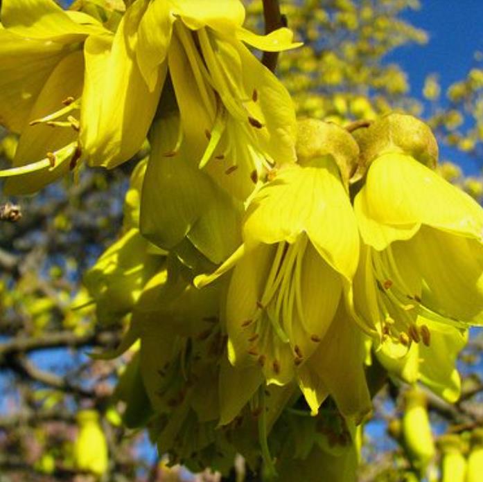 Sophora tetraptera - Kowhai, Árvore Laburnum da Nova Zelândia