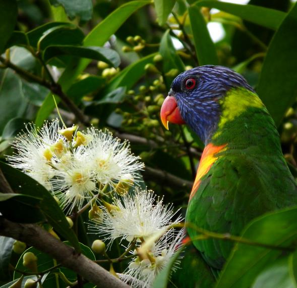 Backhousia citriodora - Murta Limão, Árvore Verbena doce, Australian Lemon Myrtle