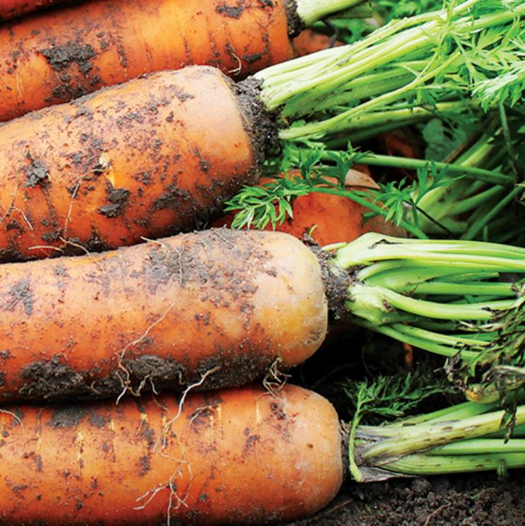 Nomenclatura botânica: Daucus carota Sativus 'Autumn King' (C. O.) - Cenoura Gigante Rei do Outono, Cenoura Rei do Outon