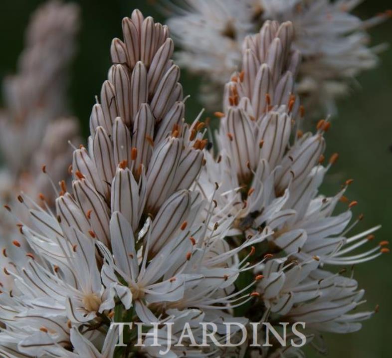 Asphodelus albus - Asfódelo Branco, Asfódelo de Líquen de Bordas Brancas