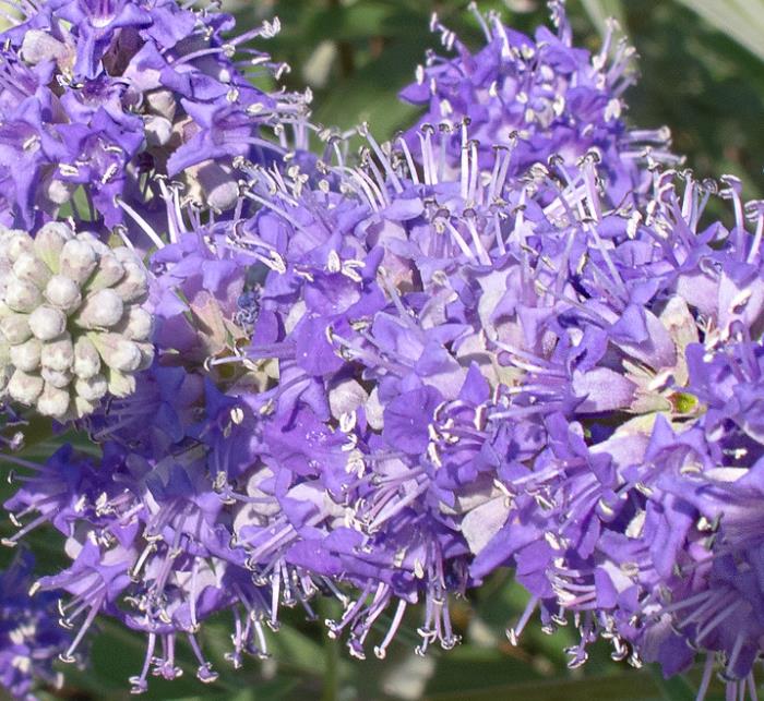 Vitex agnus-castus - Árvore da Castidade, Flor da Castidade, Vitex Agno-Casto