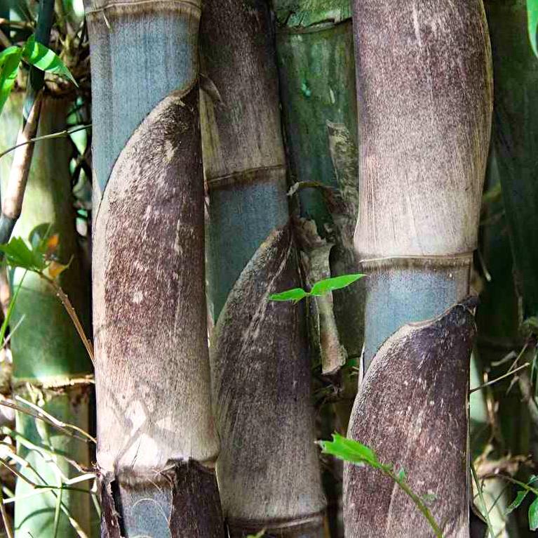 Gigantochloa apus - Bambu Gigante Tabashir, Bambu Tali, Giant Tabashir Bamboo