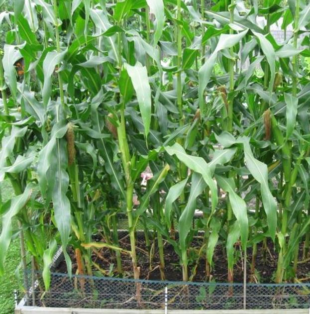 Zea mays Tennessee Red Cob (C.O) - Milho Branco da Espiga Vermelha do Tennessee