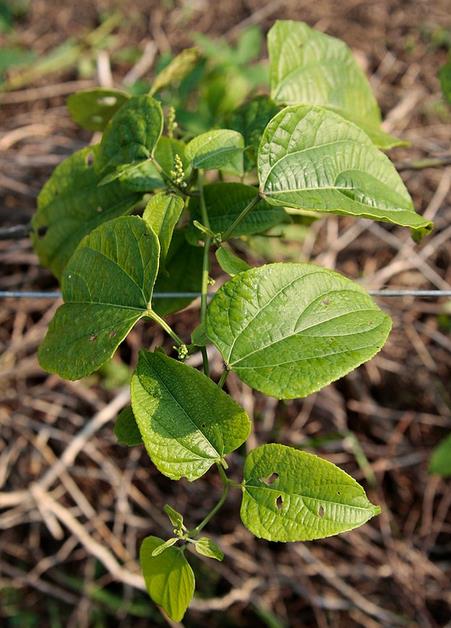 Plukenetia volubilis - Sacha Inchi, Amendoa Inca, Amendoa Lopo