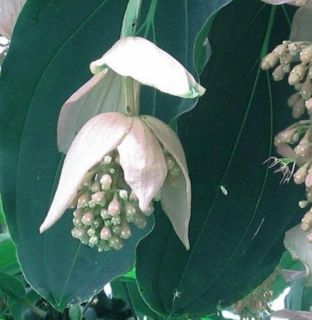 Medinilla magnifica Albiflora - Medinila Pérola Branca, Medinilla Branca, Pearl White Medinilla