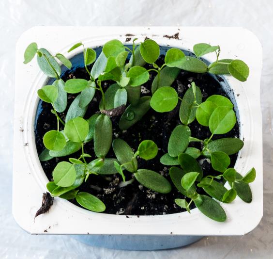 Amorpha Fruticosa - Falso indigo, falso indigo do deserto, indigo bush