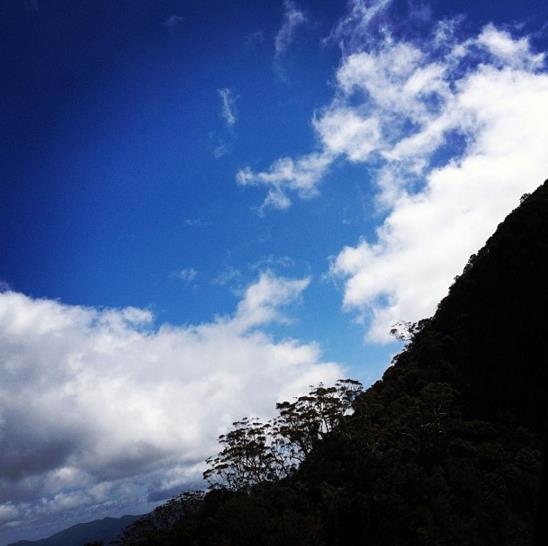 Eucalyptus Oreades - Eucalipto Blue Mountains, Eucalipto Oreades, Eucalipto Das Montanhas Azuis