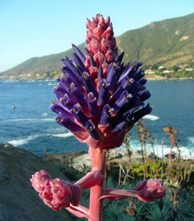 Puya venusta - Bromélia Chagualillo, Chagualillo