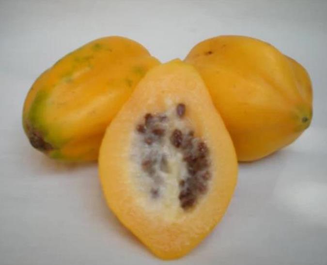 Carica pubescens Cundinamarca (Vasconcellea cundinamarcensis) - Mamão Papaia da Montanha, Mamão Papaia Cundinamarcencis