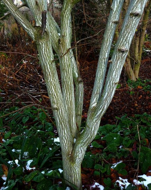 Acer davidii Grosseri - Acer Madeira Divina, Mapple, Acer davidii Grosseri