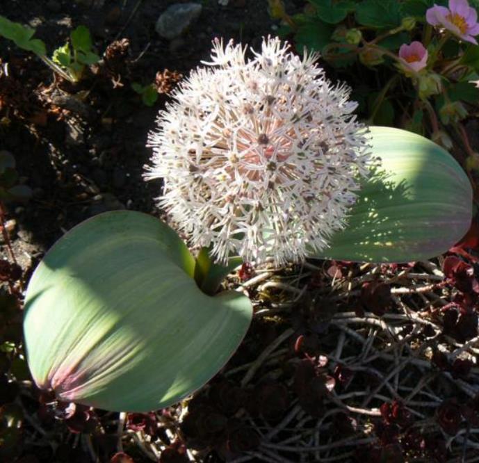 Allium karataviense - Cebola ornamental, Turkestan Allium, Turkestan Onion