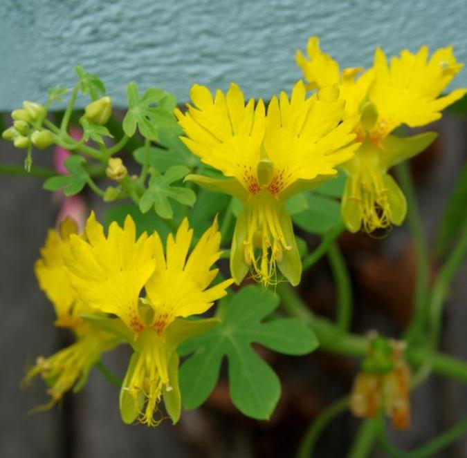 Tropaeolum peregrinum - Trepadeira Pássaro Peregrino, Canários Peregrinos, Canary Bird, Canary Creeper