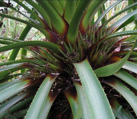 Greigia sphacelata - Bromélia Chupones, Chupón, Chupeta, Quiscal