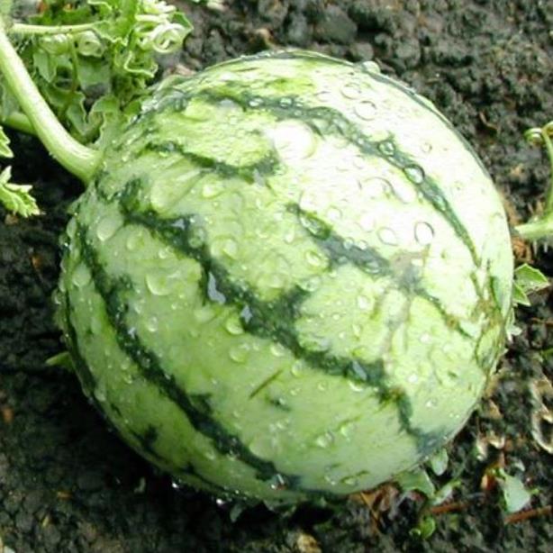 Citrullus lanatus Cream of Saskatchewan - Melancia Creme de Baunilha da Rússia, Melancia Creme de Saskatchewan