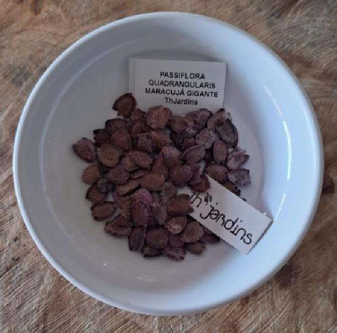 Passiflora Quadrangularis - Maracuja Gigante