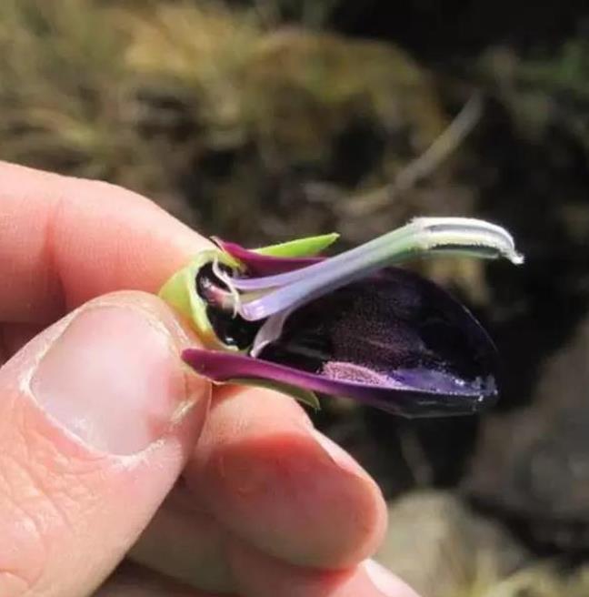 Lobelia telekii - Lobelia Gigante, Lobelia Primo Itt, Cousin Itt Lobelia