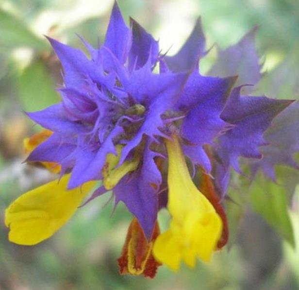 Melampyrum nemorosum -  Flor Dia e Noite, Bandeira Sueca , Night and Day
