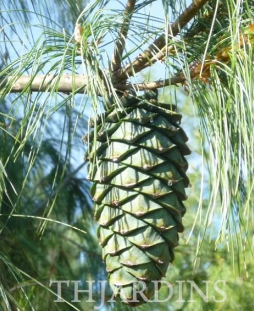 Pinus armandii - Davids Pine, Pinheiro Branco Chinês, Hua Shan Song (Chinês)