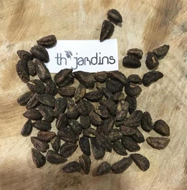 Tropaeolum peregrinum - Trepadeira Pássaro Peregrino, Canários Peregrinos, Canary Bird, Canary Creeper