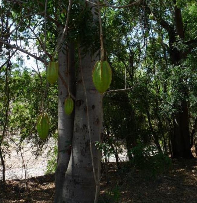 Jacaratia mexicana 'Maroon' - Nome comum: Jacaratia Mexicana, Mamão Papaya Mexicano, Jacarácia, Mamão B