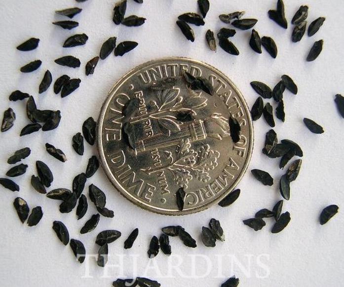 Allium sphaerocephalon - Alho Porró Flor Ornamental Comestível