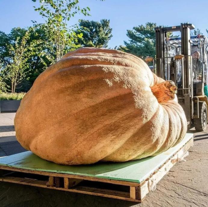 Curcubita maxima Dills Atlantic Giant - Abobora Gigante - Dills Atlantic Giant