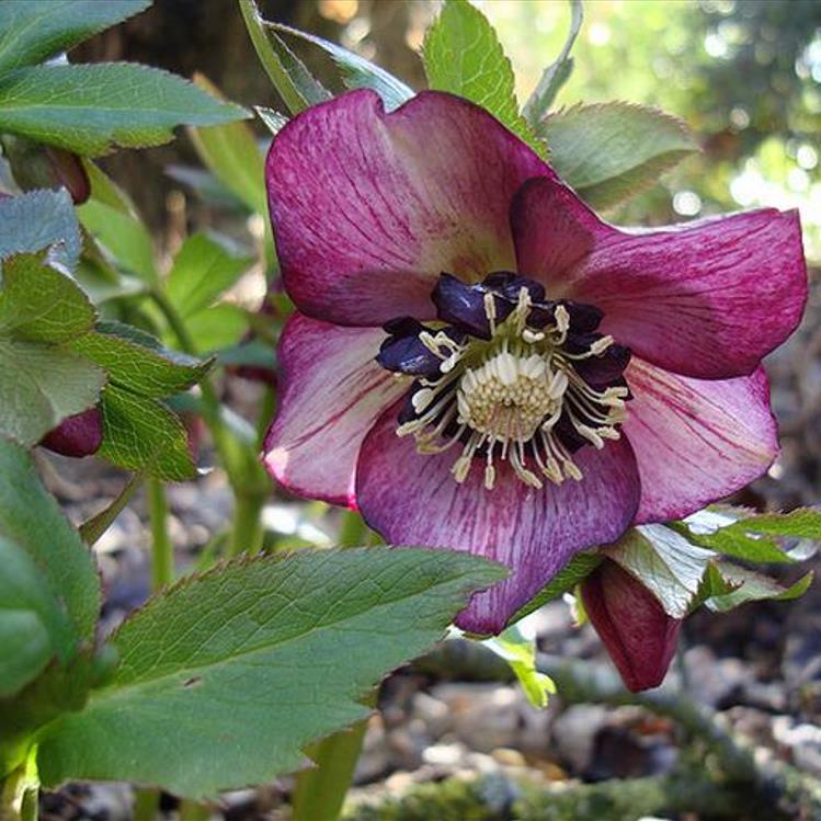 Helleborus x hybridus (Mix) - Rosa Quaresmal Mix, Flor de Cristo Mix, Rosa de Natal Mix, Heléboro Mix