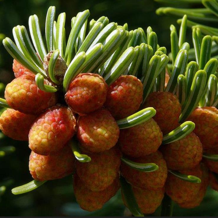 Abies nordmanniana Subsp. Equi-trojani - Abeto Caucasiano, Abeto De Trojan, Abeto Cavalo de Tróia, Pinheiro da Turquia