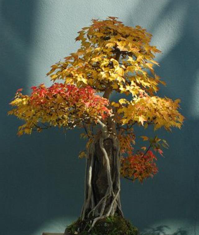 Acer buergeranum -  Maple Tridente, Maple