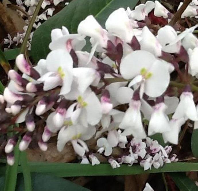 Hardenbergia violacea Alba - Trepadeira Andarilho Branco, Wisteria Branca Australiana, Salsaparilha Selvagem