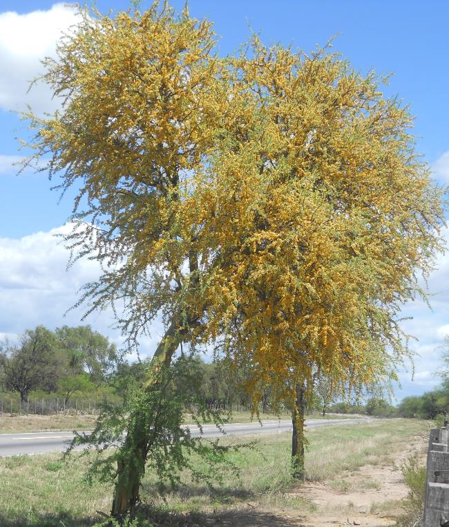 Geoffrroea decorticans - Madeira Verde do Chile, Chanal, Chanar, Chañar