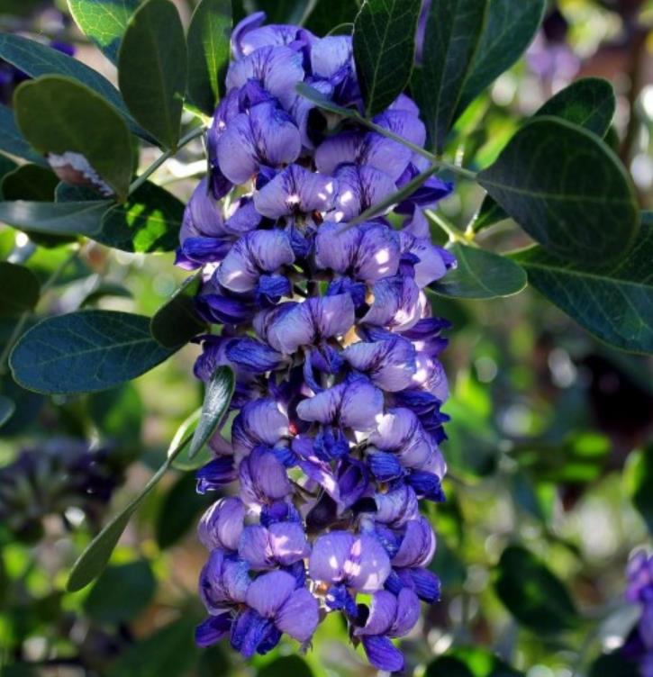 Sophora secundifloa -  Mescalbean, Louro da montanha do Texas, Feijão Mescal, Flor Glicínia do Texas