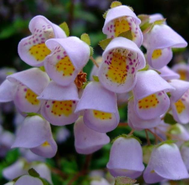 Jovellana punctata - Flor Xícara de Chá, Cálice dos Anjos, Copo de Chá, Capachito, Teacup