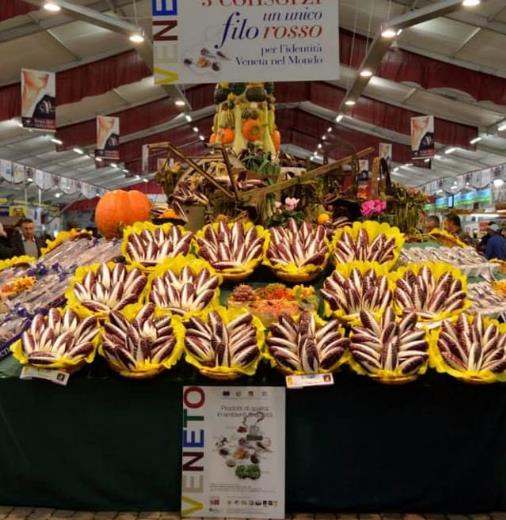 Cichorium Intybus Rossa Di Treviso - Endívia Italiana Roxa, Chicória Roxa De Treviso, Radicchio