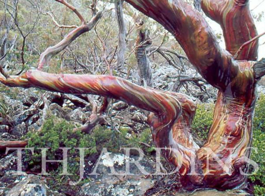 Eucalyptus Coccifera - Eucalipto Tasmanian Snow Gum