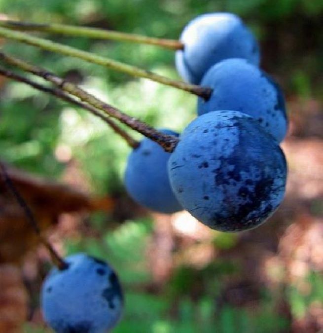 Diphylleia grayi - Flor cristal, Flor Mágica de Cristal, Flor Esqueleto, Flor Pétalas de Cristal, C