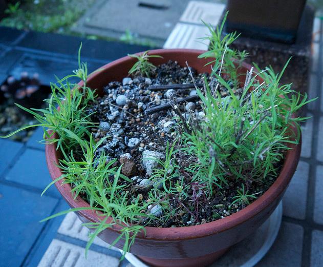 Bassia Scoparia Var.trichophylla - Kochia Vermelha, Cipreste De Verão, Arbusto Ardente
