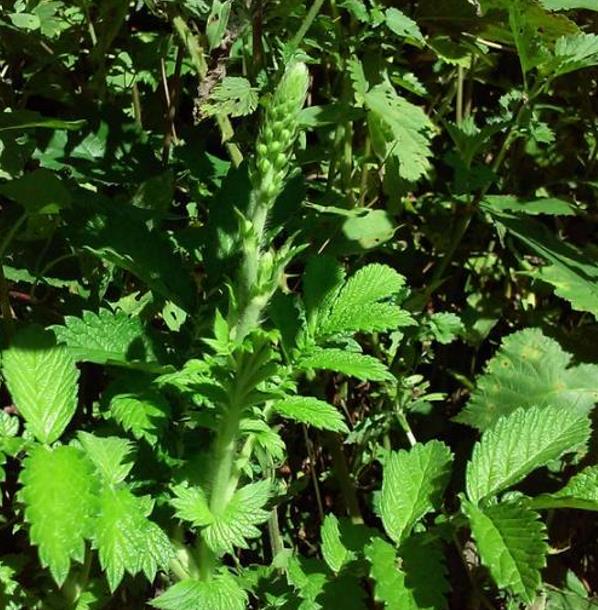 Agrimonia eupatoria - Eupatória, Erva Milagrosa, Erva dos Gregos, Erva Hepática, Campanários de Igreja
