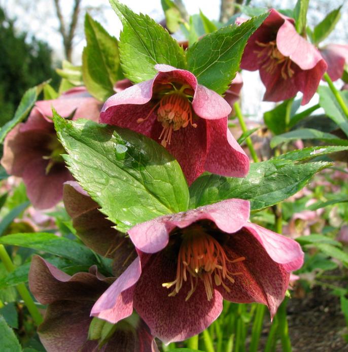 Helleborus x hybridus (Mix) - Rosa Quaresmal Mix, Flor de Cristo Mix, Rosa de Natal Mix, Heléboro Mix