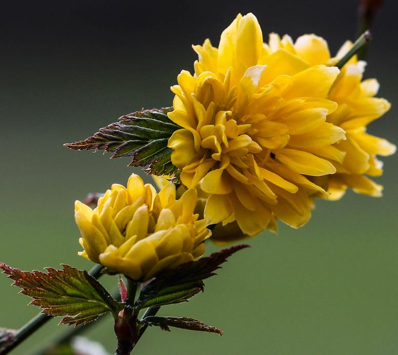 Kerria japonica 'Pleniflora' - Rosa Japonesa Dobrada, Malva de Judeu, Rosa da Páscoa, Botões de Bacharel