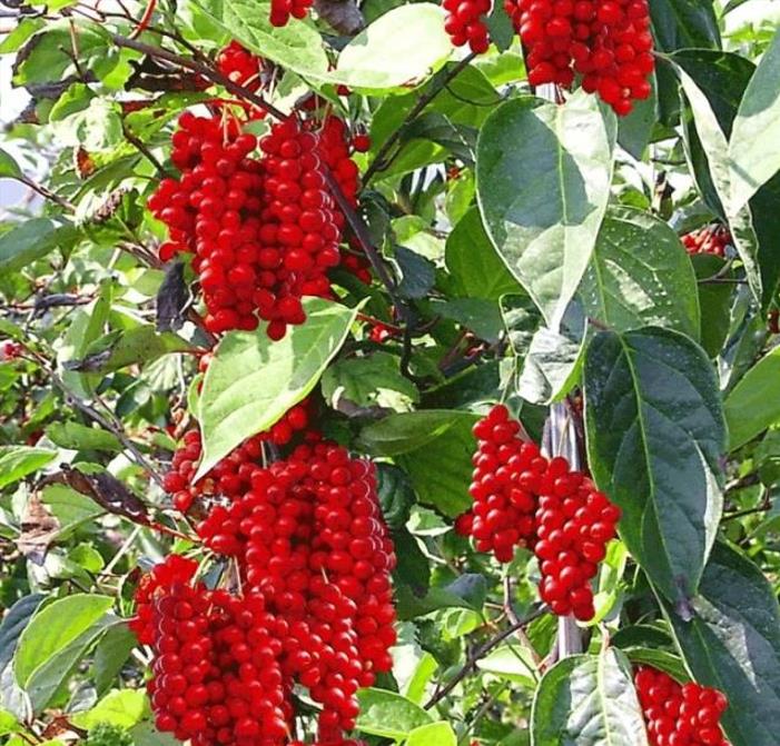 Schisandra chinensis - Cereja dos 5 Sabores (Wu-Wei-Zi), Magnolia Berry, Limonnik, Uva Vermelha