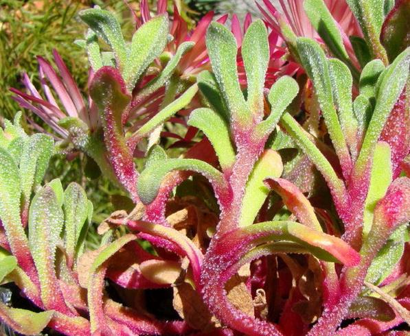 Dorotheanthus bellidiformis mix (Mesembryanthemum criniflorum) - Tapete mágico, Planta gelo, Fábrica de gelo, Magic carp