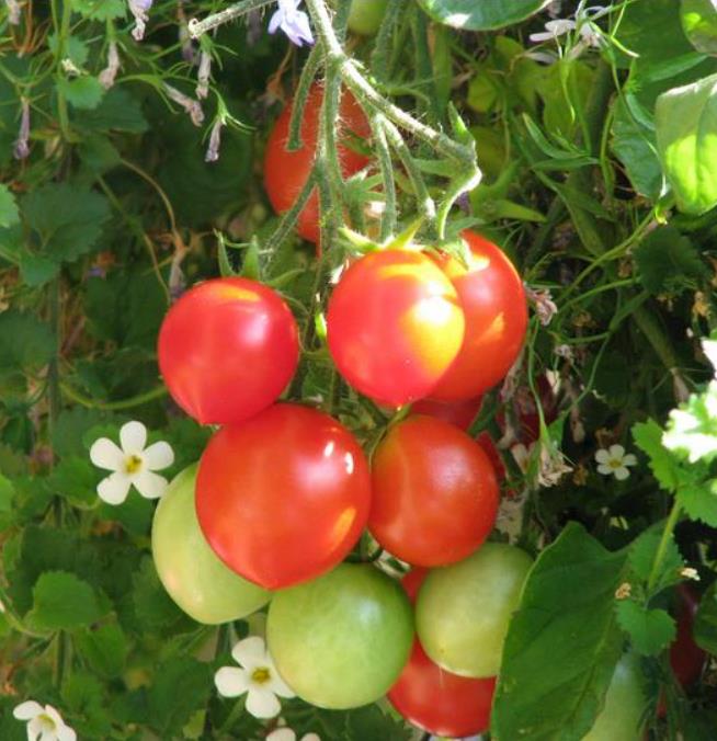 Solanum lycopersicon Gardeners Delight (Certificação Orgânica) - Tomate Prazer do Jardineiro, Tomate Prazer do Jardim