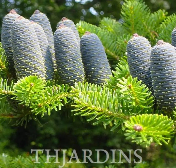 Abies koreana - Abeto Da Coréia, Gusang, Korean fir