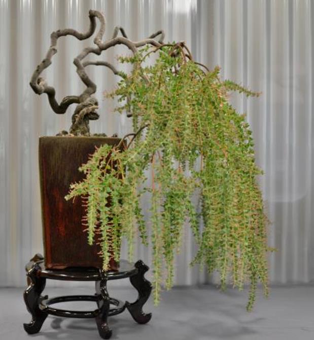 Acacia Pravíssima - Acacia, Ovens Wattle, Wedge-leaf Wattle