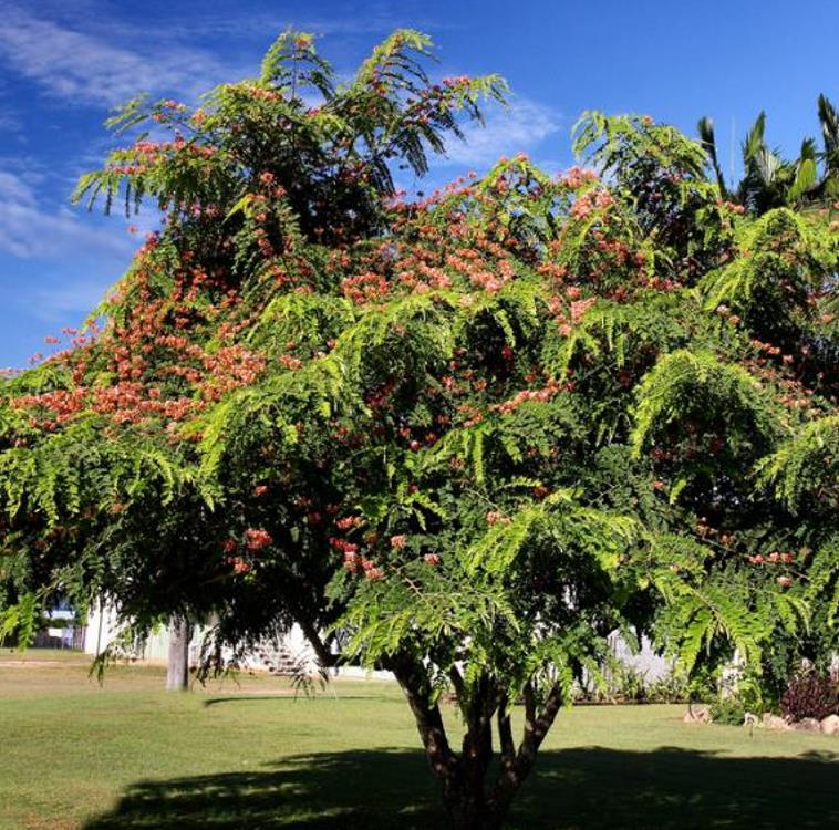 Cassia roxburghii (Cassia marginata) - Cassia vermelha, Árvore chuveiro vermelho, Árvore de Chuva Arco-Íris, Senna do C