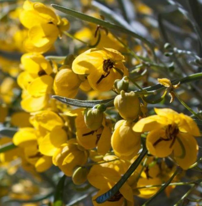 Senna artemisioides (Cassia artemisioides) - Cassia Prateada, Cassia Plumada, Cassia Prata, Senna Prata