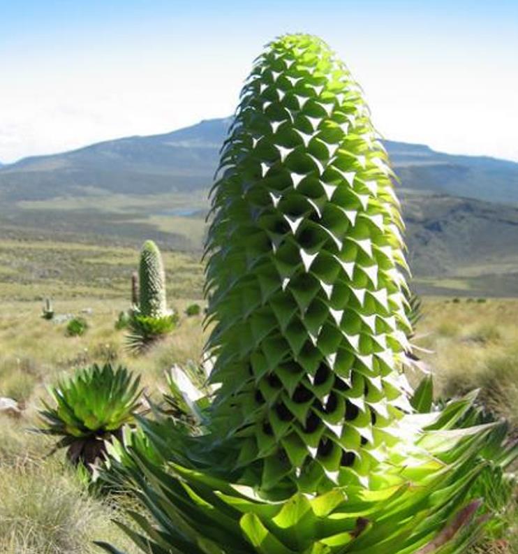 Lobelia gregoriana ssp. Gregoriana  - Lobelia gigante, Lobelia Gin Tônica, Lobelia tree