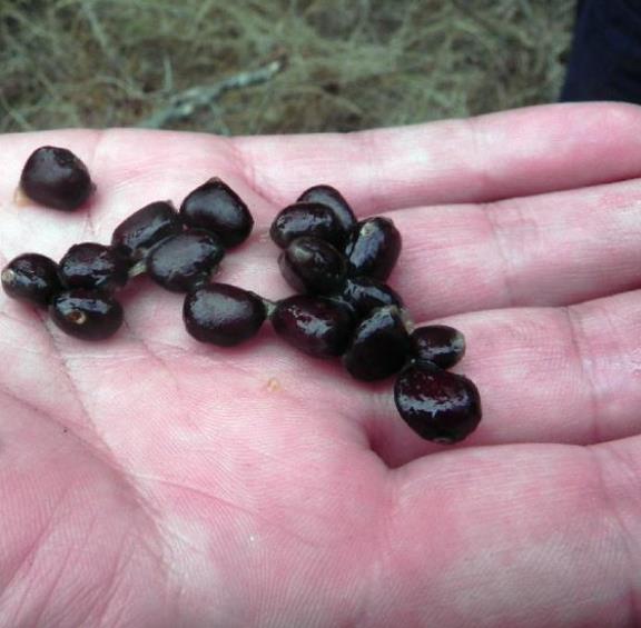 Lardizabala biternata - Coguilera, Coguil, Fruta Zabala, Lardizabala, Voqui Coille