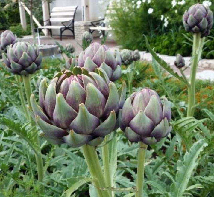 Cynara cardunculus ssp. Scolymus 'Gros Vert de Laon' - Alcachofra Vert de Laon, Alcachofra de Provença